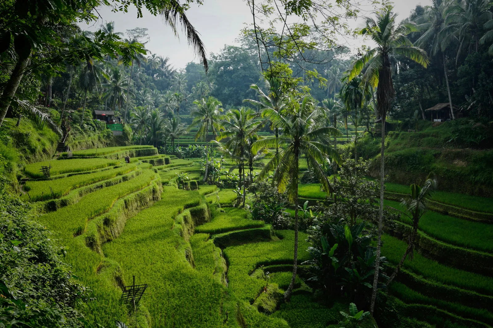 Bali Rental Yields vs Indian Holiday Home Markets: What the Numbers Actually Say
