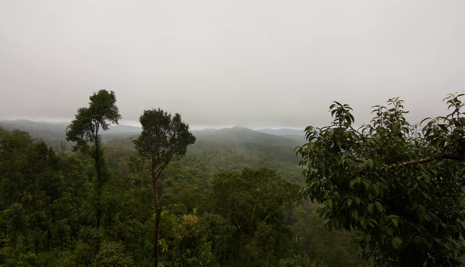 Where to Buy in Coorg: A Micro-Market Map