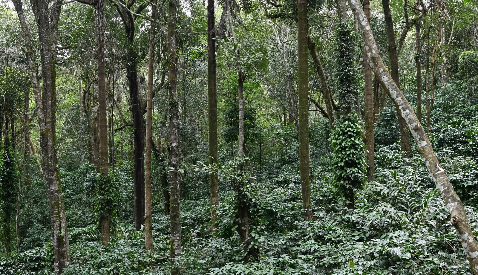 You Keep Going Back to Coorg. Should You Own There?