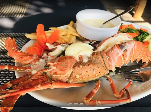 Olive Ridley Cafe
