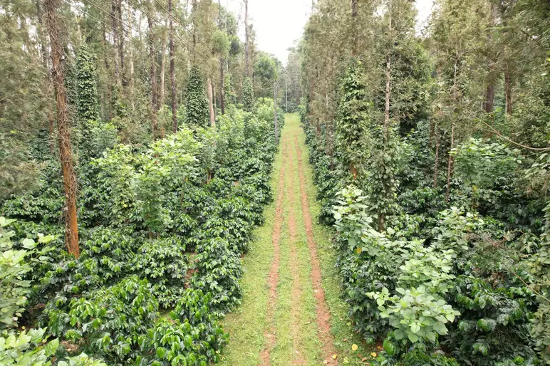 Prakruthi