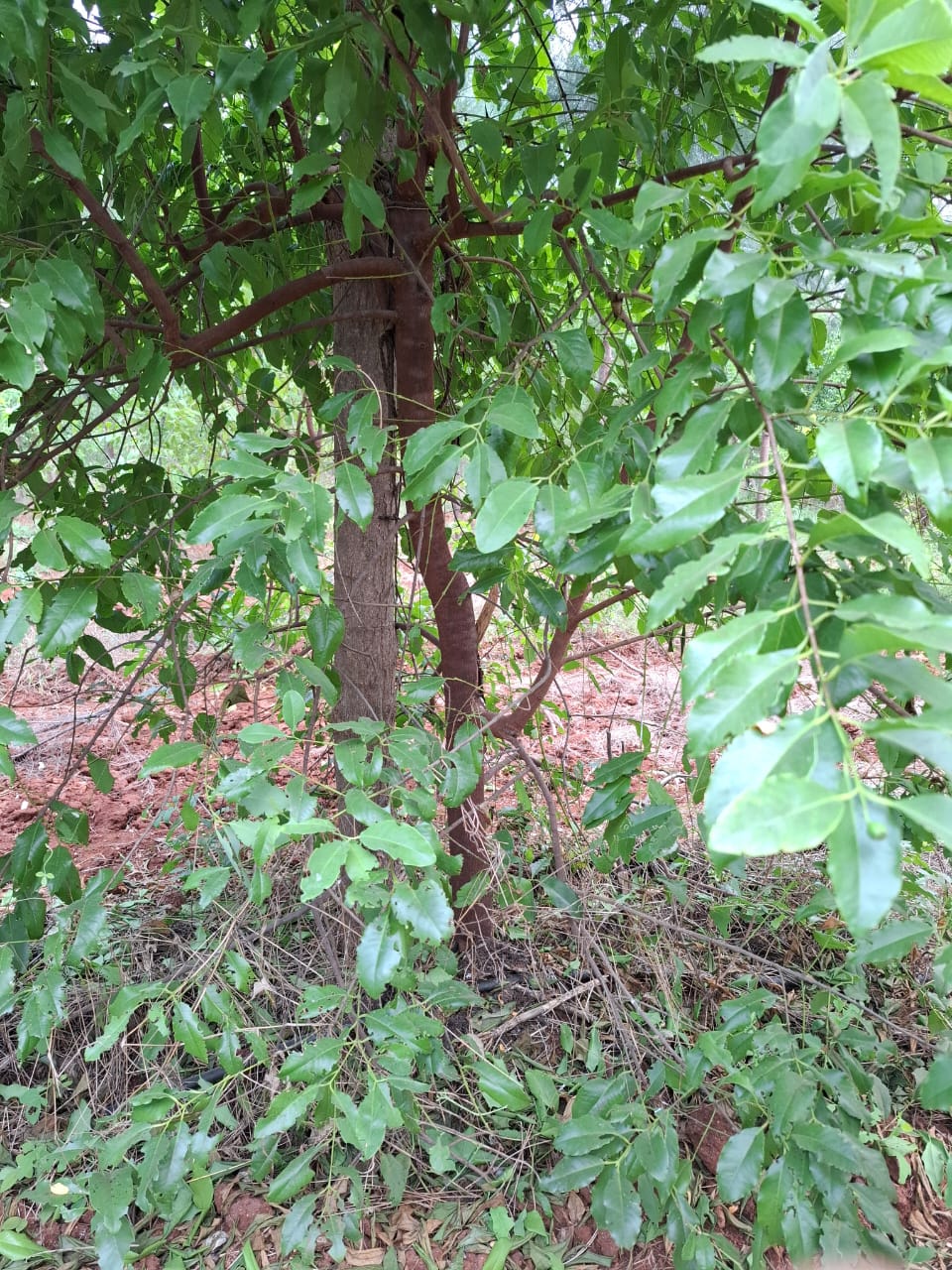 Ameya Farms