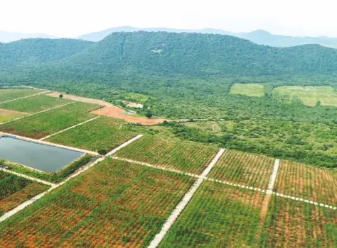 Ameya Farms