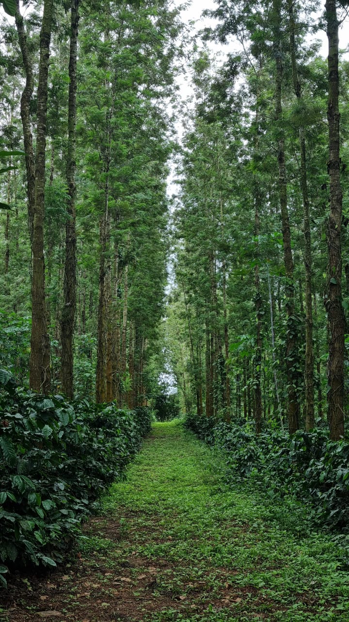 Euphora, Managed Farmland, in sakleshpura, Karnataka, photo 1