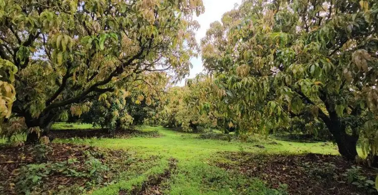 Tathastu Mango Valley