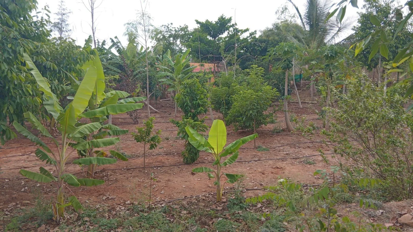 The Sanctuary Farmlands by Dhara Ventures